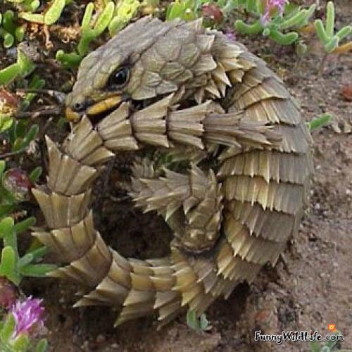 sairas-kissaelain:  salixj:  damiandominodavis:  Biologists would have you call this thing an Armadillo-Girdled Lizard, Cordylus cataphractus, but I won’t be fooled. This is clearly a baby dragon. They also have this adorable habit of biting their