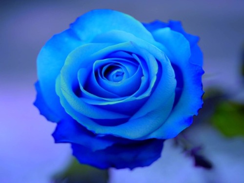 Porn Pics Blue Rose