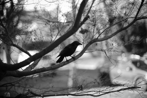 Turns out our crows might be ravens #kitsilano #kitsilanobeach #vancouver #britishcolumbia #canada #