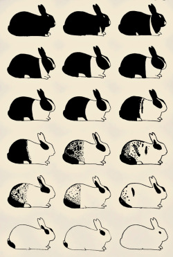 clawmarks:  Studies of heredity in rabbits, rats, and mice - William E.Castle - 1919 - via Internet Archive