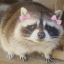 raccoonles