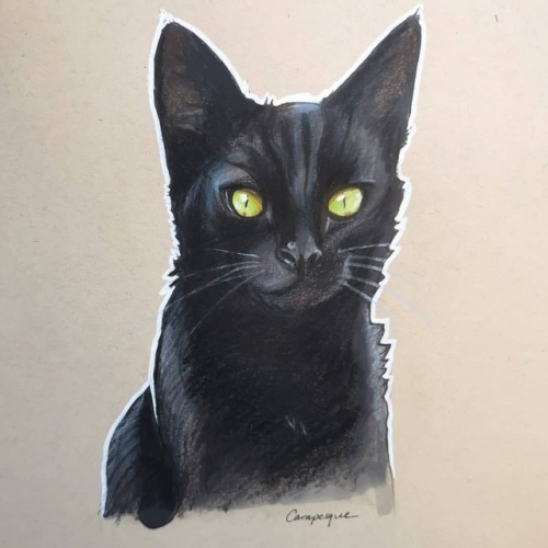 Happy #blackcatappreciationday ! This is Frankie, my best friend’s beautiful cat.Pet portrait comm