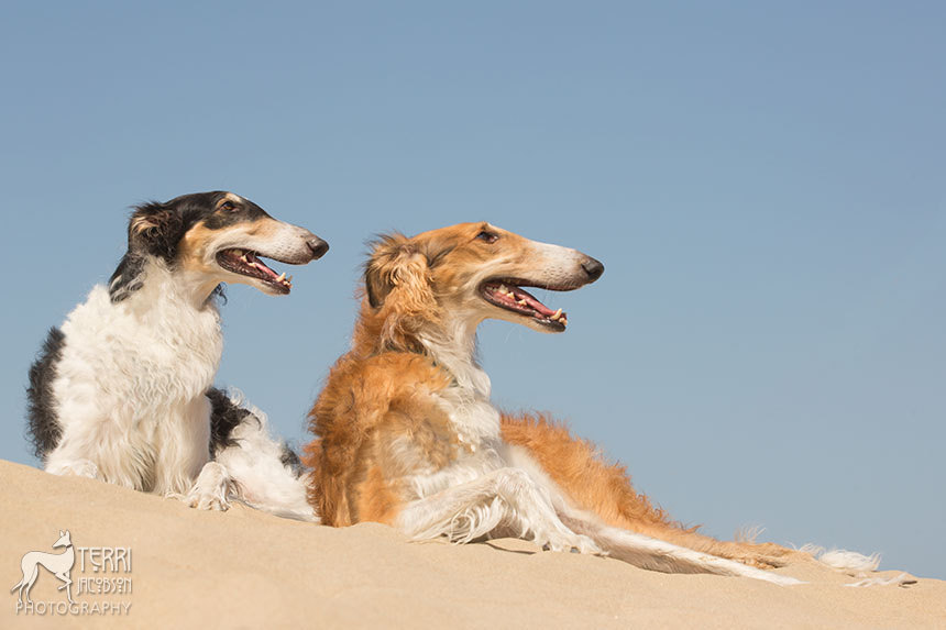 dogmart:   	The beach zois by Terri Jacobson    	 