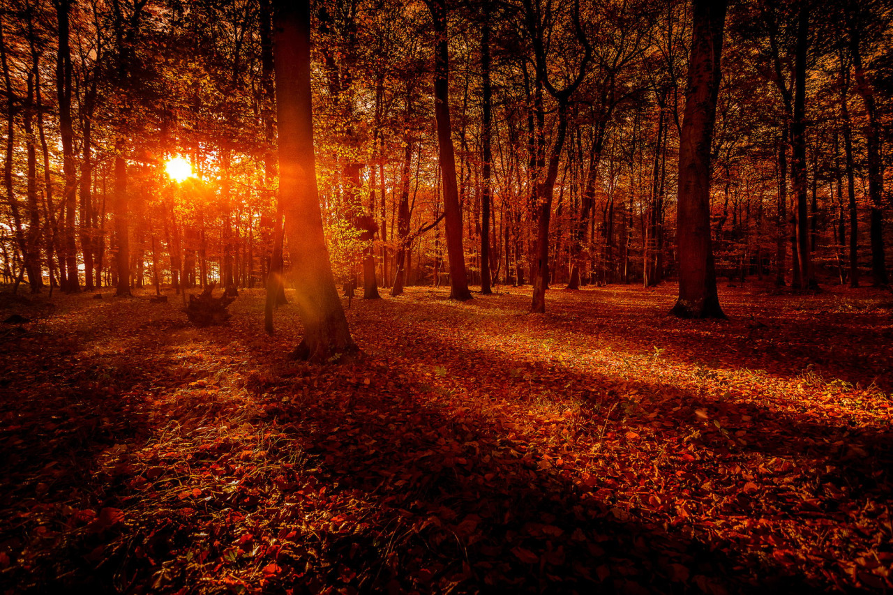 Autumn Cozy
