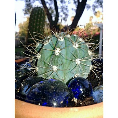 Melocactus Species 〰 &ldquo; Nothing melo about it&rsquo;s thorns . &rdquo; ▫ ▫ ▫ ▫ •≪• ≫ •≪ ≫ • ≪ 