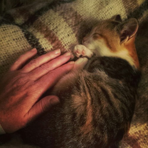 therednative:  Gracie  finally sleeping