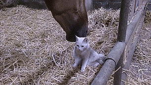thenatsdorf:Horse and cat form unlikely friendship. [full video]