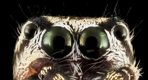 Macro of A jumping Spider [1414 x 769]