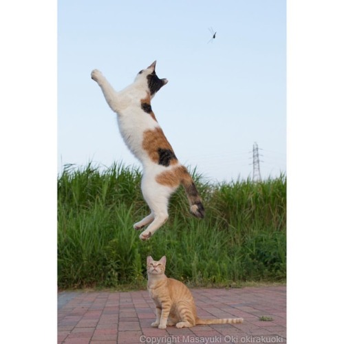 okirakuoki: Dancing with dragonfly in the sky.  ひさしぶりに撮れたと実感できた。 #cat #ねこ