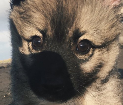 animalrates:  more animals rated herecredit: @melinasophie​