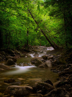 lori-rocks:  In the Forest.. by Denis Romanenko