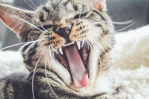 “Kitten Yawn” Perfect Photographic Timing By Erik-Jan-Levsink