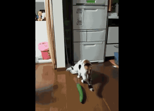 An Unsuspecting Cat Gets Startled By A Cucumber