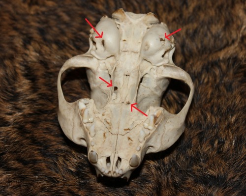 Got my first domestic cat skull today. Here it is next to my bobcat, Lynx rufus (right).It&rsquo;s a