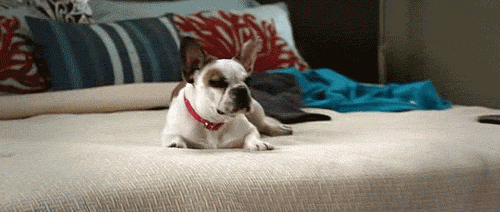 thebabyanimals:  beautiful blog full of baby animals! 