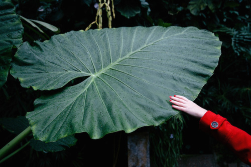 darnyill:   Bárbara Lanzat  Fig.1 White hand reaching for the exotic 