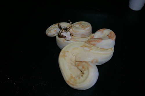 androdjinni:cake-the-snake:I have been burdened with glorious purpose.Snake Loki (Snoki)
