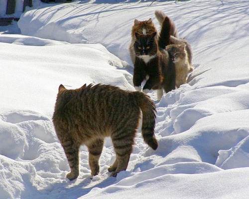 Alla Lebedeva aka Алла Лебедева (Siberian, b. Barnaul, Siberia, Russia) - Siberian Cats  Photography