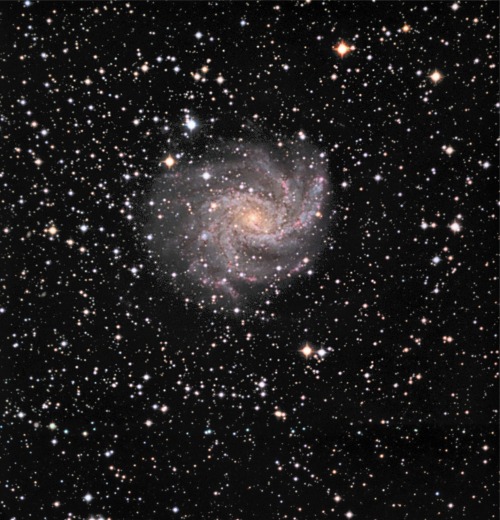 thedemon-hauntedworld: NGC 6946 (Caldwell 12) NGC 6946 is a mixed spiral galaxy that has been the si