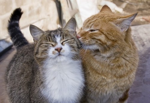 back2good76: de-lila-a-medio-dia: ♥ More cats in love. ♥ True love… purrrs!!!!