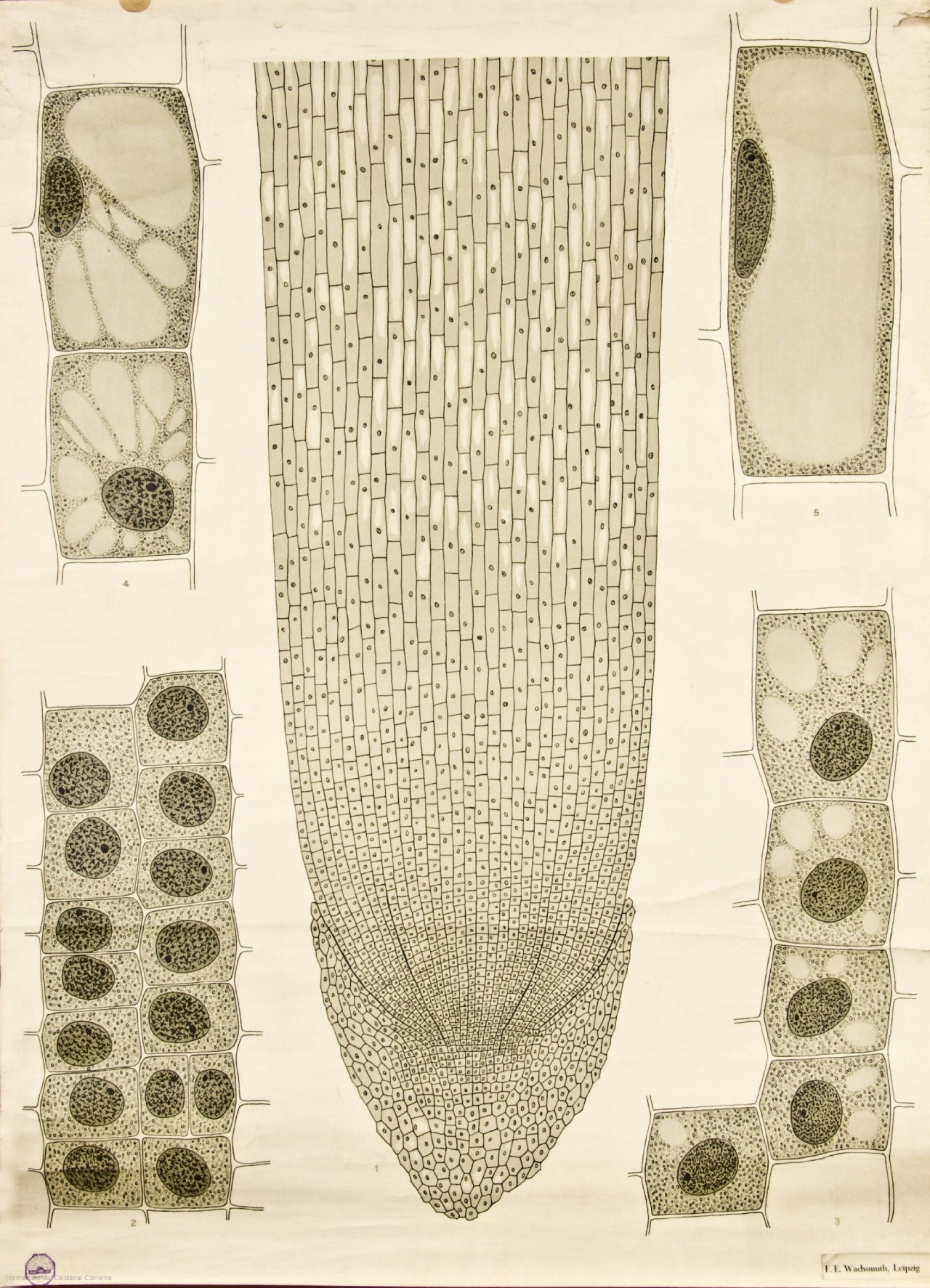 vergeten-plant:   Anatomy of plant cells 