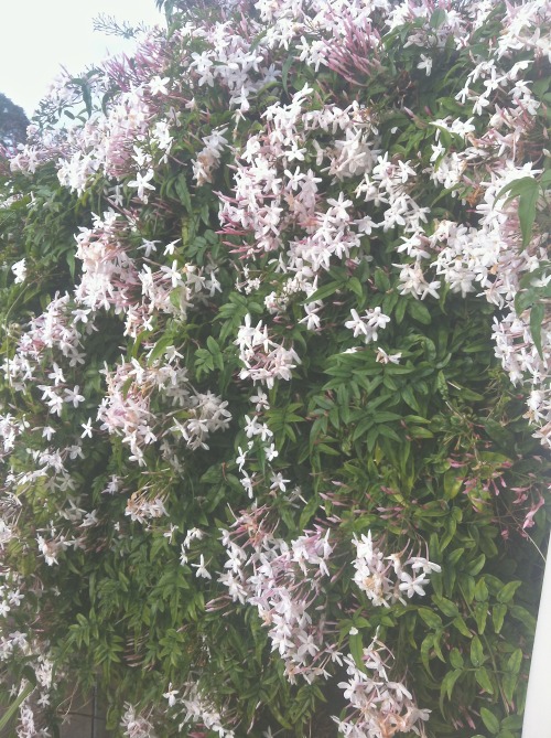 darkmagiciann:  my house has some nice flowers 