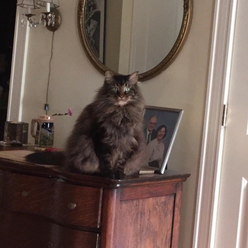 I used to have a dresser that was just the right height for Harry to jump up on. He didn’t do 