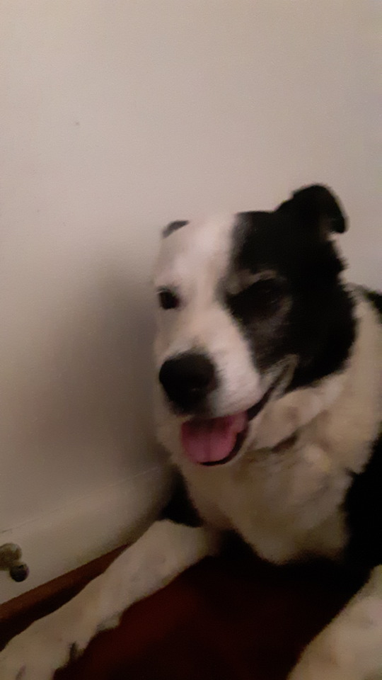 Cutest Dog Ever Confirmed!??