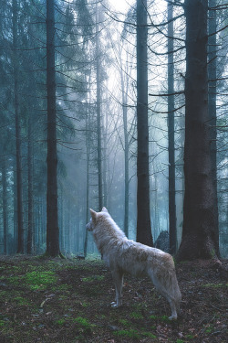 visualechoess:  The Guardian by: Marek