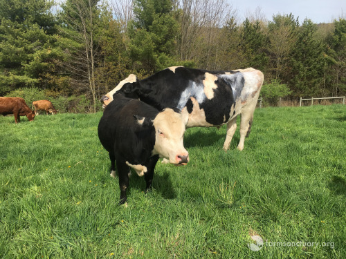 animalsoffarmsanctuary: Frank Escaped Slaughter, and Now He’s Finding His Way in the Herd From the