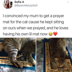 gayvillefort: im-p-short:  merhabi-blog:  post-brahmanism:  magenpies:  quecksilvereyes:  thistherapylife:  aergiaaa: @muslimfinn   After this week, this gives me faith   he’s mirroring! cats do that to be social that’s also why they will lie on laptops