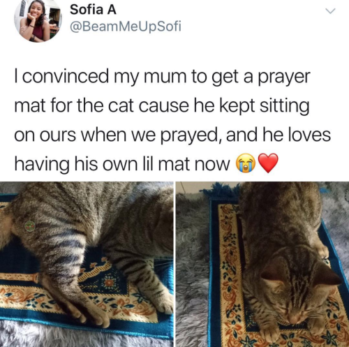 quecksilvereyes:  thistherapylife:  aergiaaa: @muslimfinn   After this week, this gives me faith   he’s mirroring! cats do that to be social that’s also why they will lie on laptops or books. they want to do what their humans are doing because they