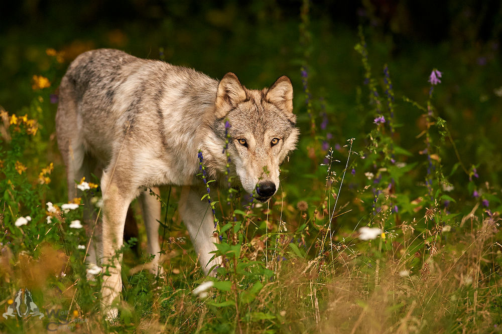 sisterofthewolves:  Picture by Ben Queenborough 