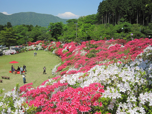 boyx:  Azalea Garden and Mount Fuji