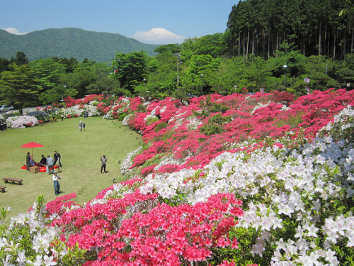 boyx: Azalea Garden and Mount Fuji instagram: pres.caro