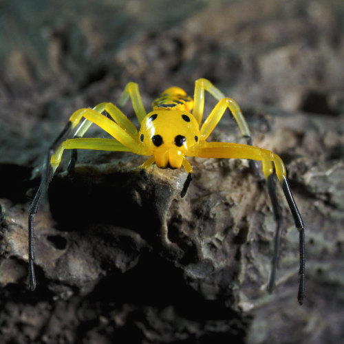 Eight-Spotted Crab Spider (Platythomisus octomaculatus)