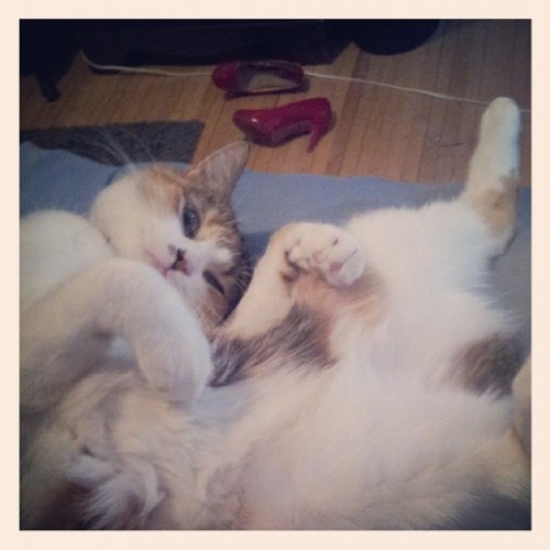 Nadia makes all the boy kitties go waaaaaaah #princessdiariesreference #catsofinstagram