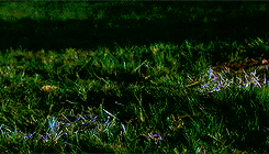 sebastijanstan:  Halloween countdown  ➳ Practical magic (1998) “Always throw