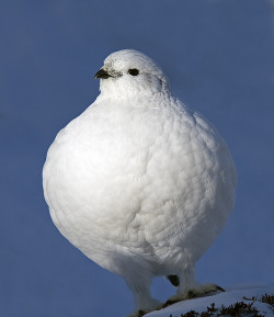 fat-birds:  Model Pose by David C Walker