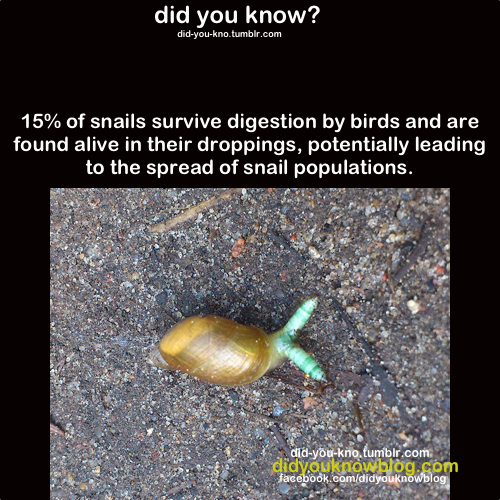did-you-kno:  Source