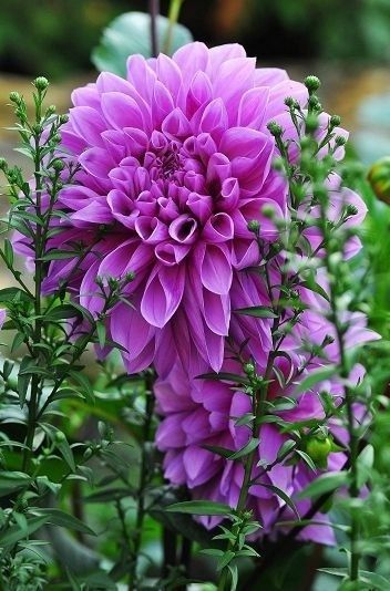 flatbud: Dahlia