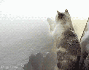 LOL Gifs