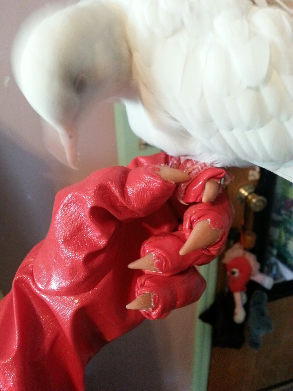Found my TentaMedic gloves just now.