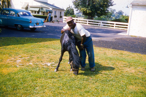 A man with a young black bridled horse in a yard in June 1959.