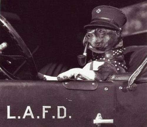 therealhollywoodbandit:  Los Angeles Fire Dept circa 1925