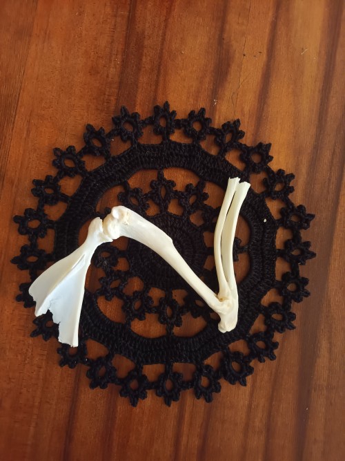 Rabbit Front Leg. It's Not Much Be Still Had Fun Assembling The Bones + Enjoy My Doily.
