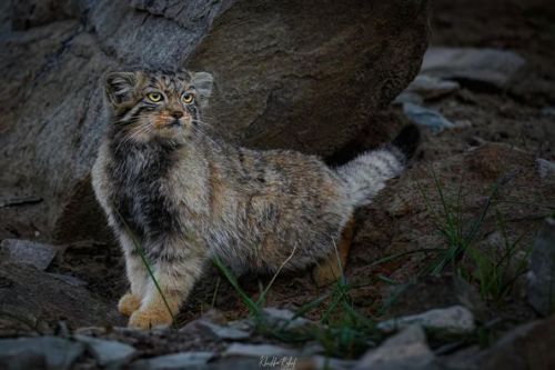 Manul Or Pallas's Cat(Otocolobus Manul), Family Felidae, Ladakh, India