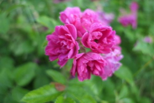 Rosa ‘Grootendorst’ — Hedgehog rose