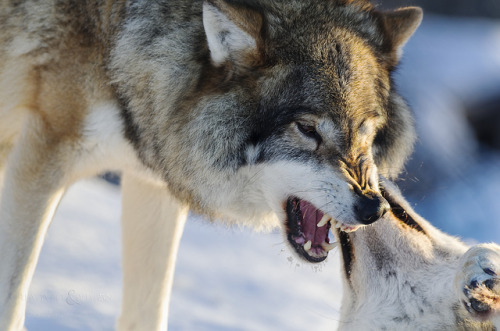 bananaaaas:  Wolves by Torstein aka TR on Flickr.