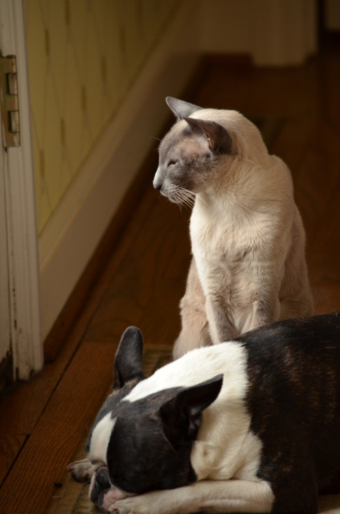 DSC_0005 (by SquireHaggard)